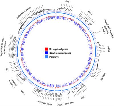 Effect of Compound Kushen Injection, a Natural Compound Mixture, and Its Identified Chemical Components on Migration and Invasion of Colon, Brain, and Breast Cancer Cell Lines